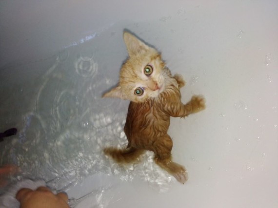 bath cat