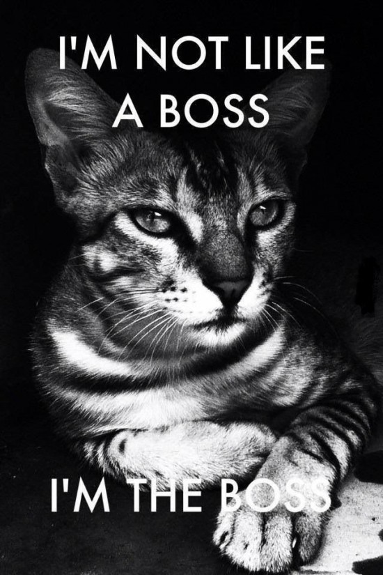 I am the boss