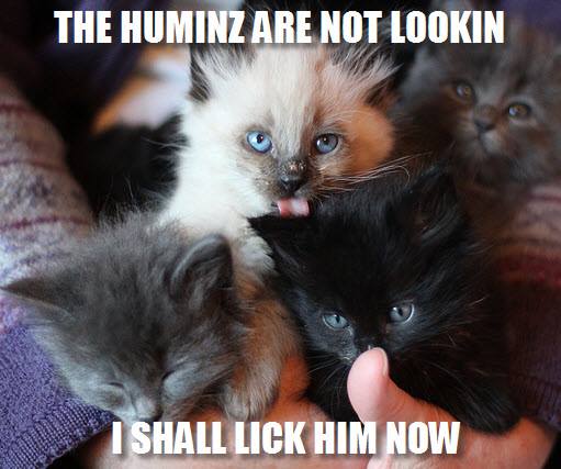 Licking kittens