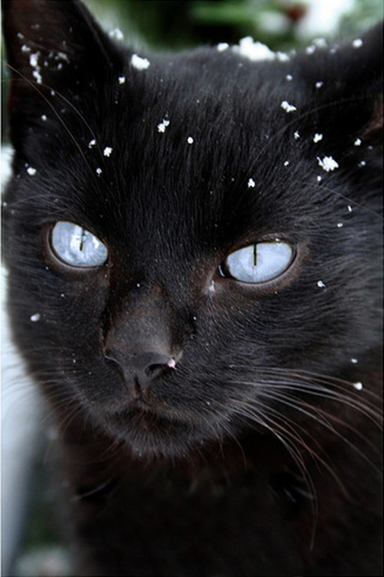 black cat blue eye snow