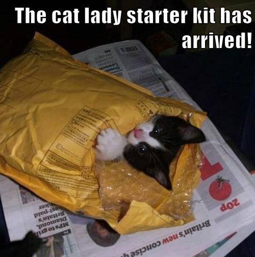 cat in mailer