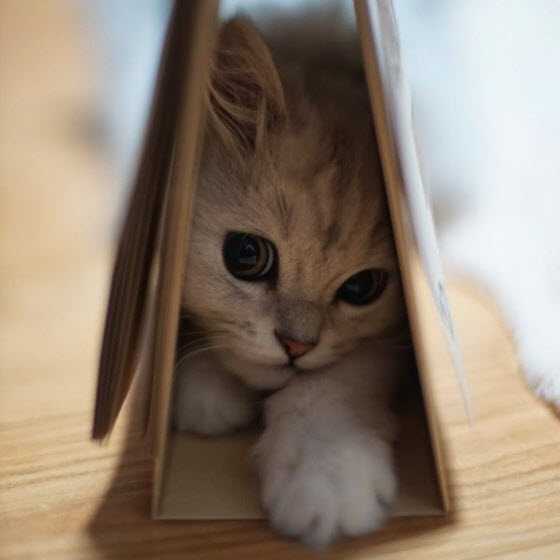 cat under book