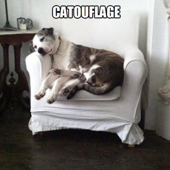catouflage