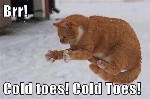 cold toes cat