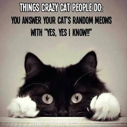 crazy cat people