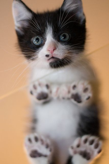 cute toes kitten