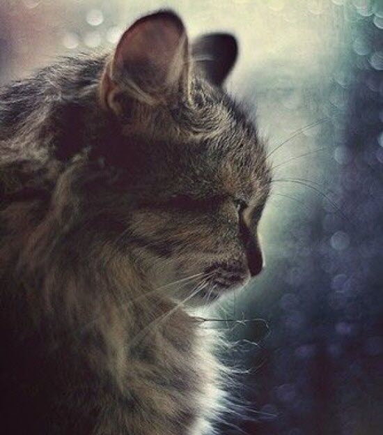 daydreaming cat sparkle