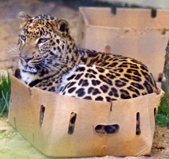 jaguar in box