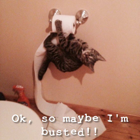kitty caught toilet roll