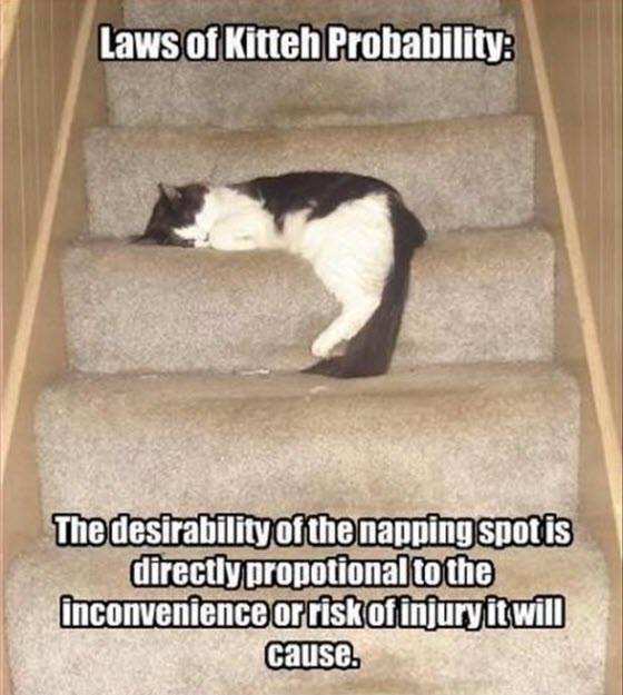 kitty laws