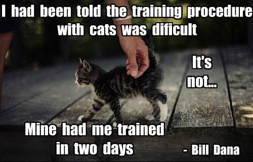 kitty trained human