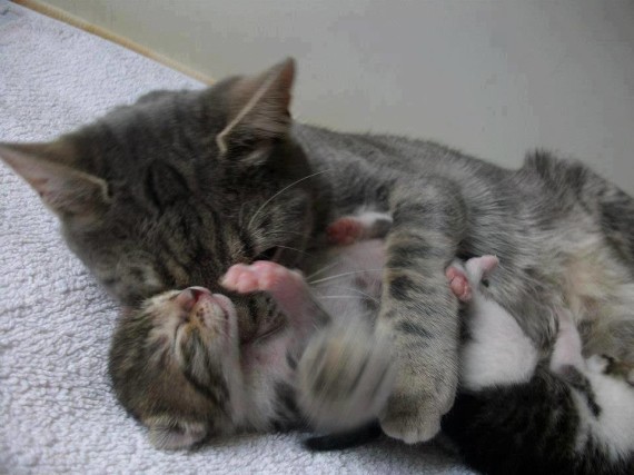 mother and babies