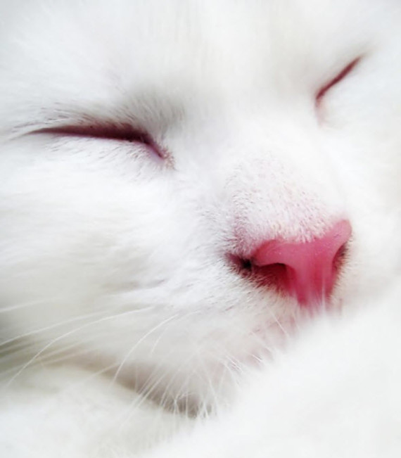 pink nose cat