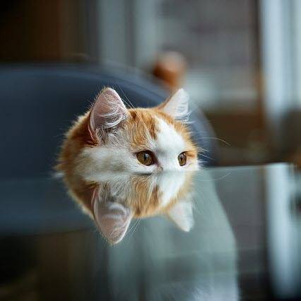 reflection kitty