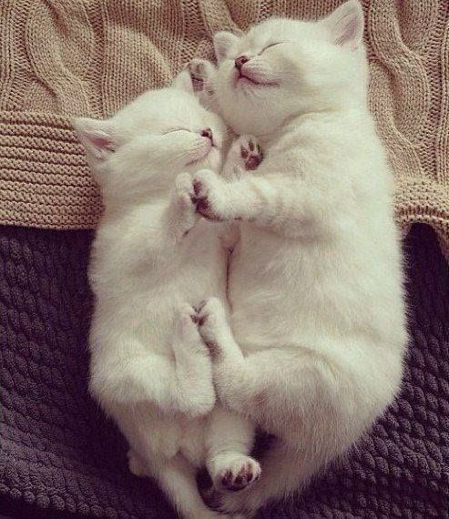 sleepy white kittens
