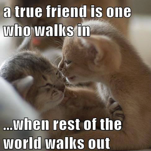 true friend cat