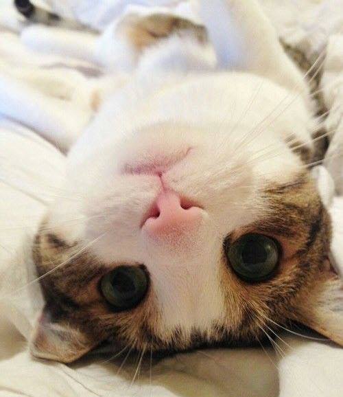  upside down super cute 