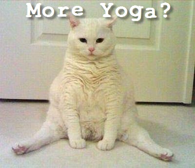 yoga cat again