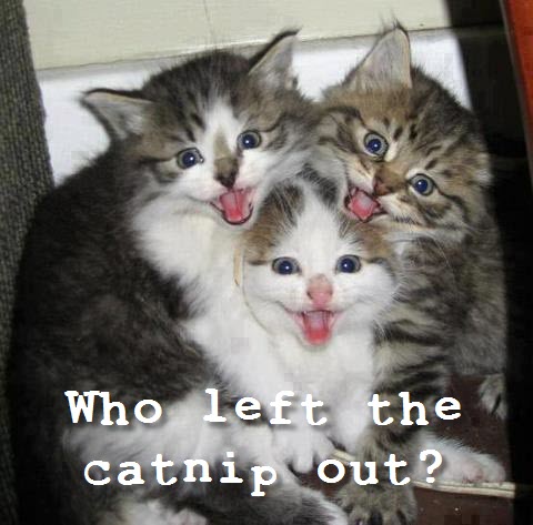 3 kittens on catnip