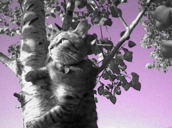 tree cat