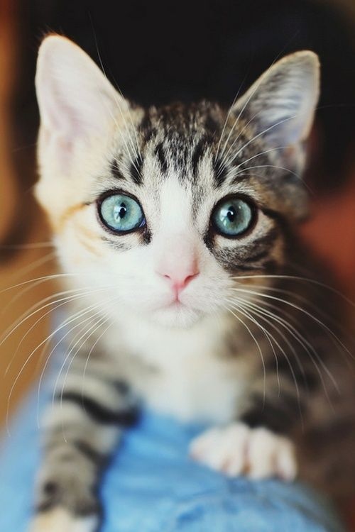 beautiful blue eye cat