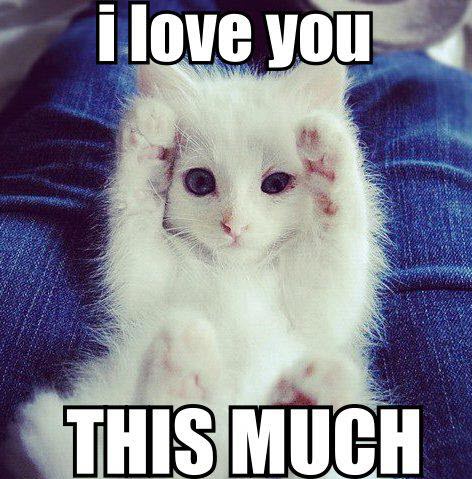cat loves you this much