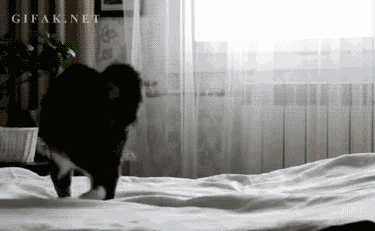 15 Crazy Cat GIFs - cats are cool