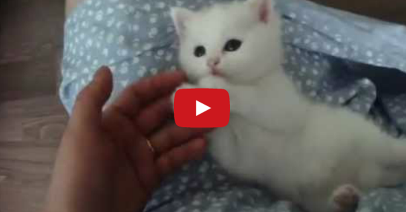Cute White Kitten - Gorgeous and Beautiful