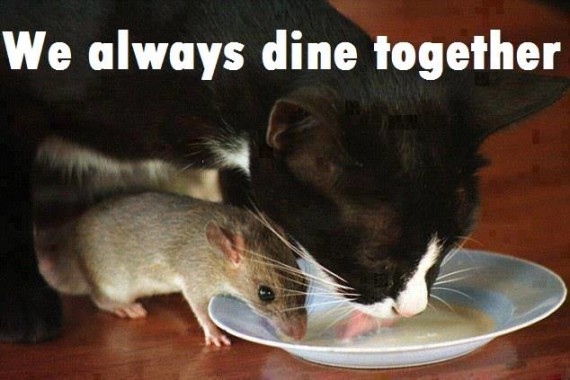 dine together