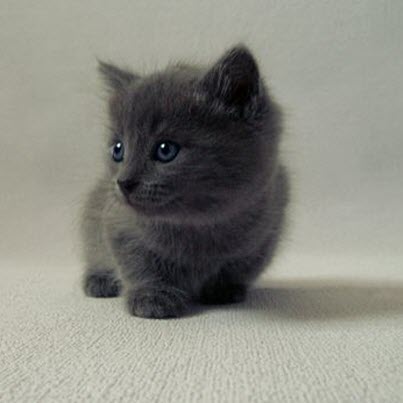 grey fluff kitten