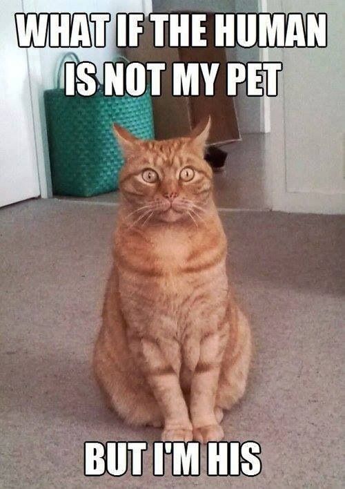 human pet cat sense