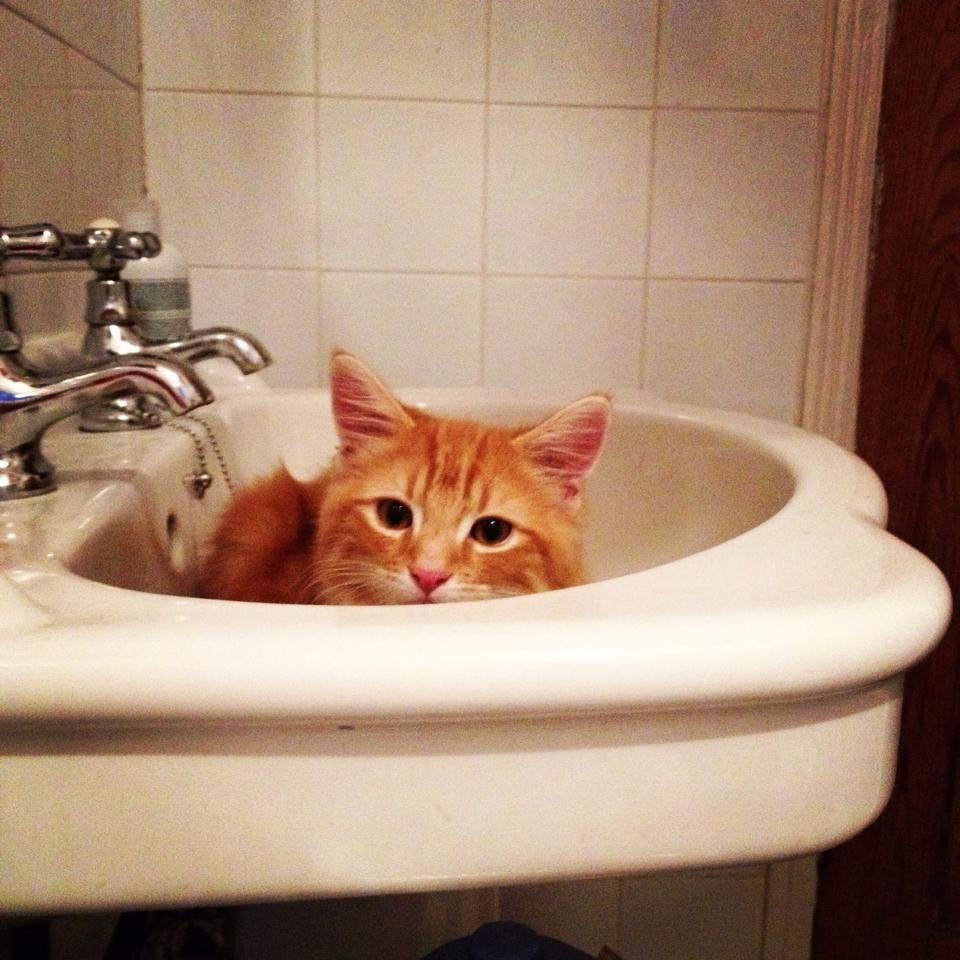 Your Cats......In a Sink!