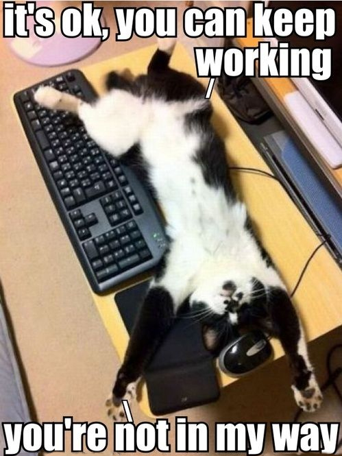kepp working cat