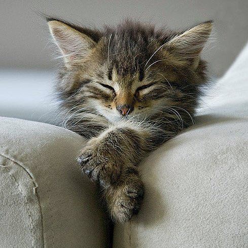 kitten sofa arm sleep