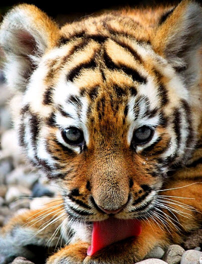 tiger lick