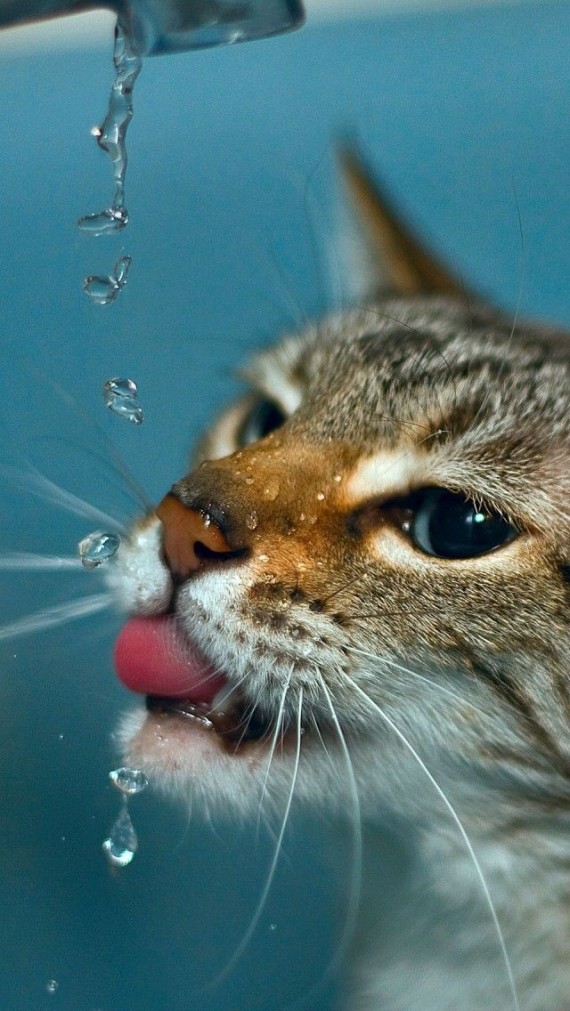 water droplets cat