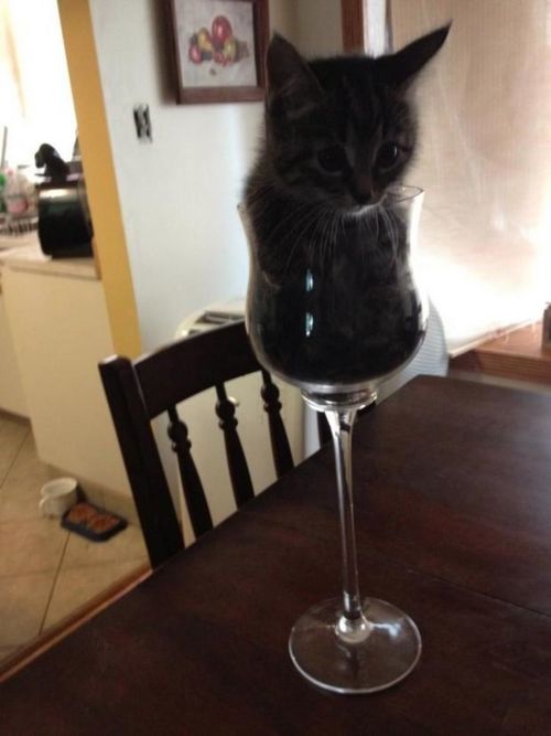 wine glass cat