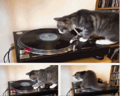 15 Crazy Cat GIFs - cats are cool