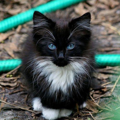 Super pretty kitten.