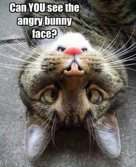 angry bunny