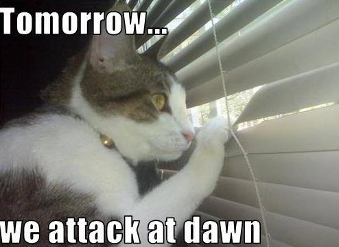 attack at dawn