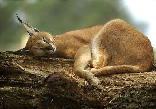 baby caracal lynx