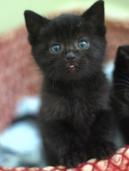 black kitten tongue basket