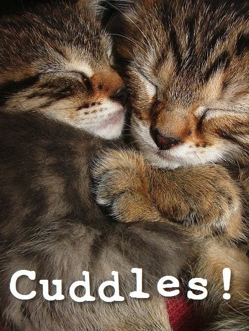 cat cuddles