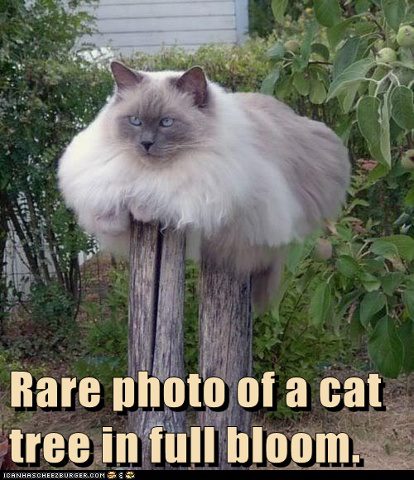 cat tree