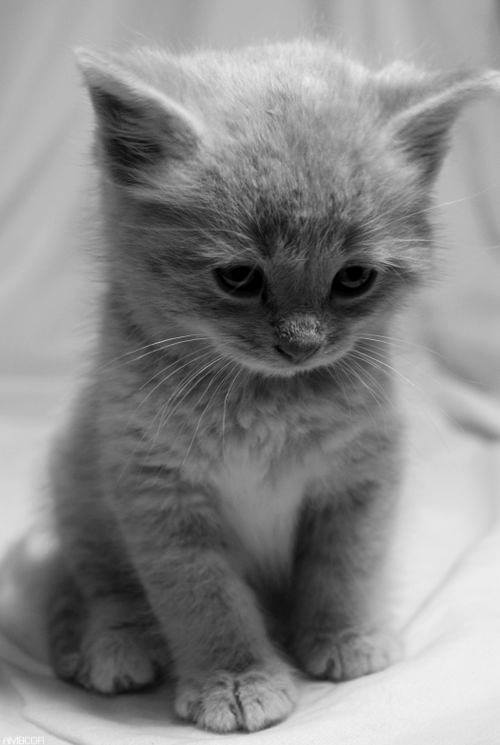 cute kitten bw