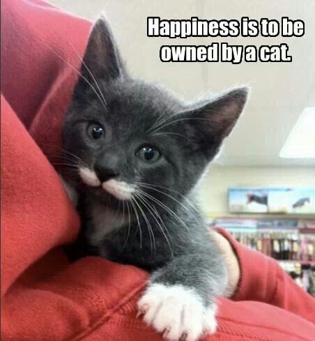 happiness to be owned by a cat