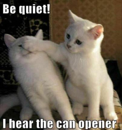 hear the can opener