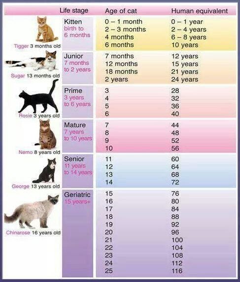 how old is your cat