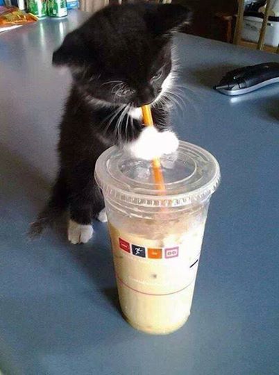 kitten mcds straw
